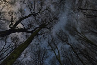 Beautiful Starry night, the Milky Way and the trees, Windy night moving trees