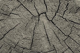 Cut tree stump surface as a background texture