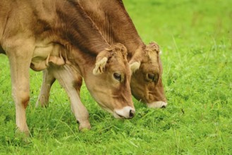 Dairy Cattle in the Traditional Pasture. Bolsternang, Germany Bolsternang, Germany