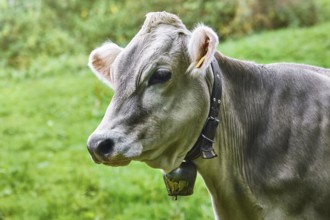 Portrait of Dairy Cattle in the Traditional Pasture Bolsternang, Germany