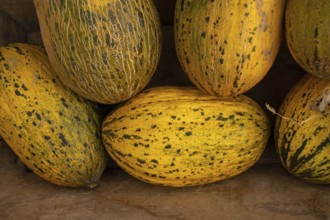 Beautiful tasty ripe melons at the market