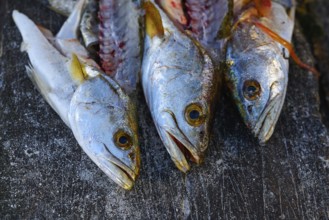 Croaker Corvina fillet fish in Holbox island of Mexico