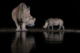 White female rhino (Ceratotherium simum) and a young animal at the waterhole, Animals, Mammals,
