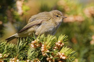 Chiffchaff, willow warbler, (Phylloscopus collybita), Phylloscopus collybitus, PTiere, birds,