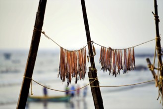 Bombil fish drying, Uttan Beach, Bhayandar, Mumbai, Maharashtra, India, Asia