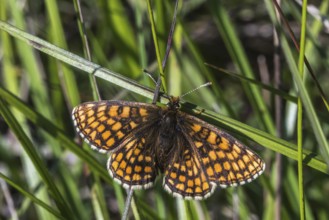 Speedwell Fritillary (Melitaea aurelia)