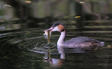 Great crested grebe with fish (Podiceps cristatus)