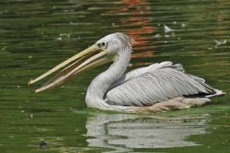 Rufous pelican (Pelecanus rufescens)