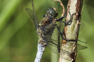 Black-tailed Skimmer, male, thorax (Orthetrum cancellatum)