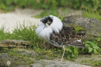 Male ruff (Philomachus pugnax)