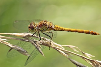 Vagrant darter (Sympetrum striolatum)
