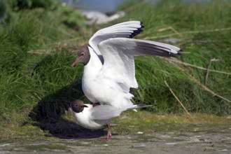 Black-headed Black-headed Gull (Larus ridibundus)