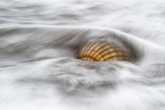 Cockle (Cardiidae spec.)