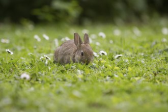 Wild rabbit among daisies, feeding (Oryctolagus cuniculus)