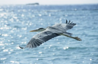 Grey heron in flight (Ardea cinerea)