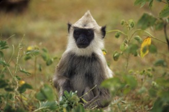 Hulman (Semnopithecus entellus)