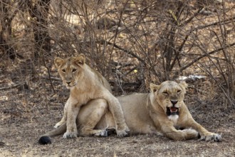 Lioness and cub, sasan gir, Gujarat, India, Asia