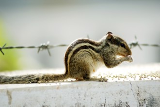 Squirrel eating (five palm Squirrel Funambulus pennanti)