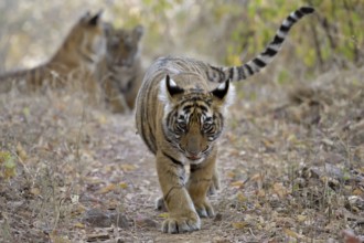 Young tiger cub walking in the dry forests of Ranthambore national park swinging his cute tail,