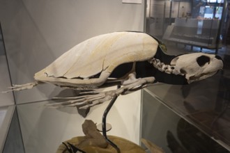 Atlantic bastard tortoise (Lepidochelys kempii), skeleton, specimen, exhibition, German