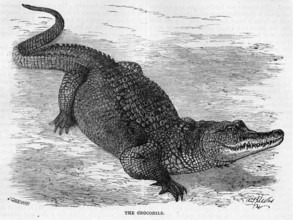 Engraving of a Nile crocodile (Crocodylus niloticus)
