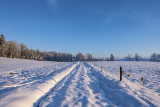 Snow-covered path leads through a wintry landscape with deep blue sky and shady trees, Sempach,