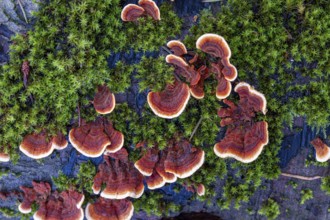 Tree fungi (xylobionts) on dead wood in the forest, Offenbach am Main, Hesse, Germany