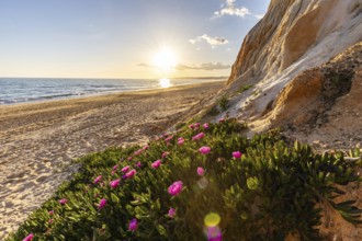 Cliffs on the Atlantic. Warm sunset in a landscape with purple flowers, Carpobrotus acinaciformis.