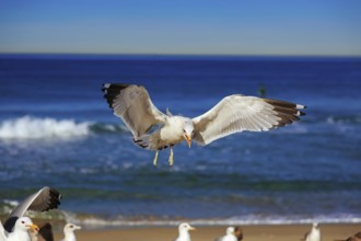 Seagull flying and crying on the hermosa beach, California, USA