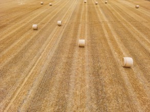 Several bales of straw on harvested field in hot summer drought lie to horizon, Germany