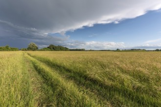 Great thunderstorm over a swampy meadow in spring. Alsace, France