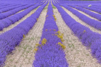Lavender fields in bloom in Provence. Pays de Sault (Vaucluse)