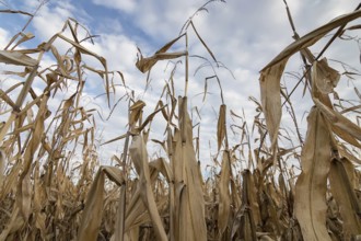 Corn Field autumn. Agricultural field with corn autumn