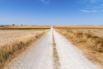 Dirt road through huge grain fields in the morning in summertime. Burgos, Spain