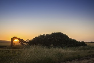 Windswept eucalyptus tree in a field, wind escape, Greenough, Western Australia, Australia