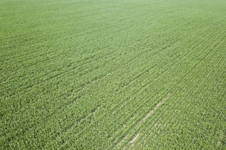 Aerial view of a green corn field. Corn Aerial