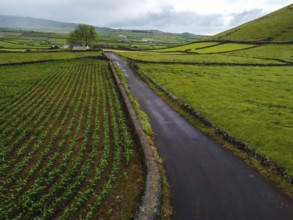 Aerial view of rural road crossing vibrant green fields parceled with stone fences. Terceira