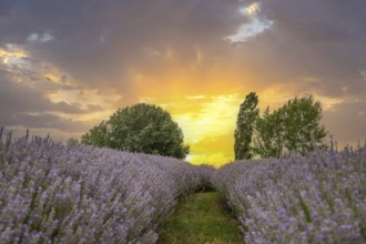 Beautiful summer evening in a lavender field. Large blue lavender bushes blooming in a cultivation