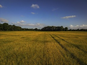 Golden wheat field with traces of a tractor under a clear blue sky, agriculture, grain field in the