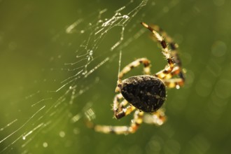 Spider is doing the web, macro view