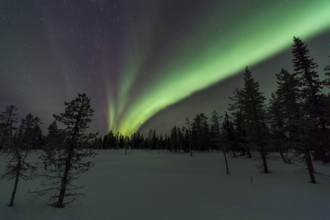 Northern Lights (Aurora borealis), Muddus National Park, Laponia World Heritage Site, Norrbotten,