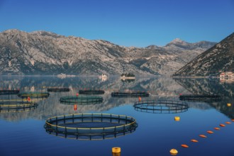 Fish farm in Montenegro. The farm for breeding and fish farming in the Bay of Kotor
