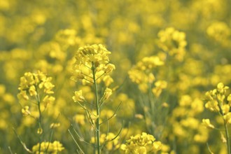 Rape with yellow flowers in the canola field. Foreground highlighted and blurred background.