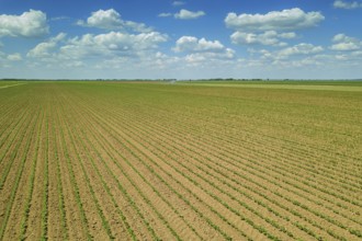 Aerial view soybean field. Young Soybean Aerial View