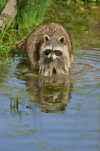 A raccoon (Procyon lotor), with its reflection in the water, surrounded by vegetation, France