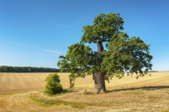 Old gnarled oak (Quercus), solitary tree in a stubble field, natural monument, Harz foreland,
