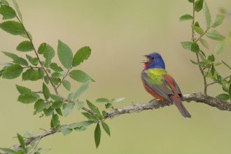 Painted Bunting (Passerina ciris) male singing, perched on a branch, Texas, USA