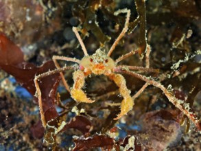A scorpion spider crab (Inachus), spider crab with long legs and orange-coloured claws on the