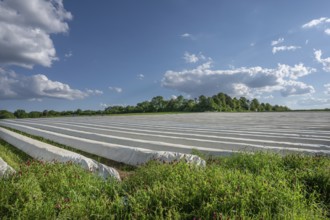 Asparagus field covered with white foil against the light, incarnate clover (Trifolium incarnatum)