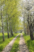 Hiking trail through a young avenue near Fördergersdorf, Kurort Hartha, Saxony, Germany